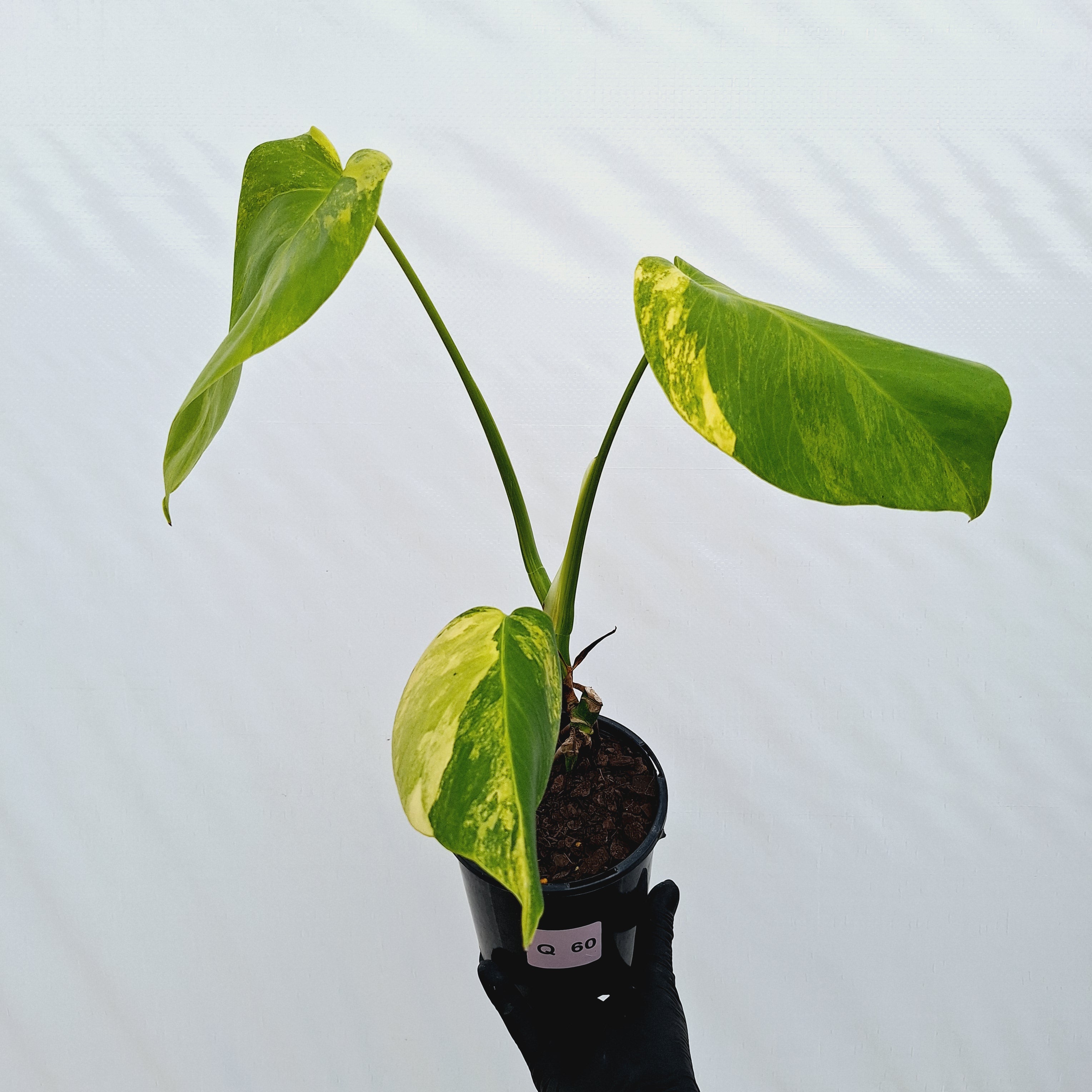Monstera borsigiana Aurea
