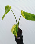Monstera borsigiana Aurea