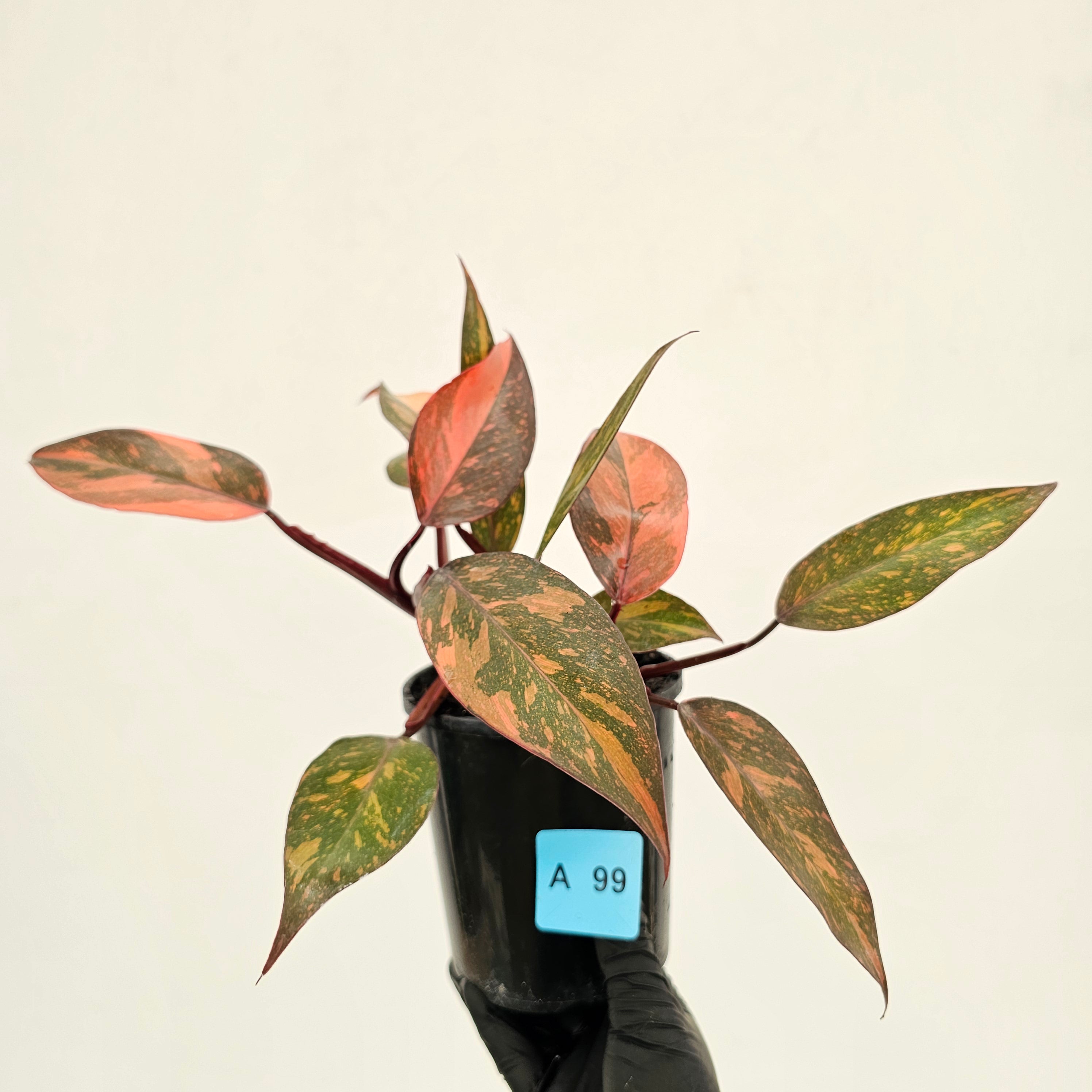 Philodendron 'Orange Princess'