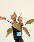 Philodendron 'Orange Princess'