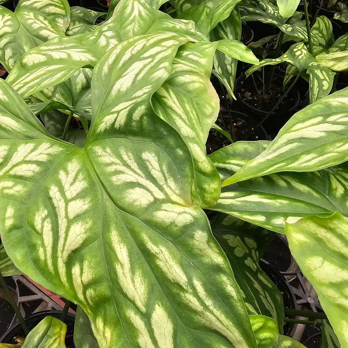 Cercestis mirabilis -  perfectly imperfect