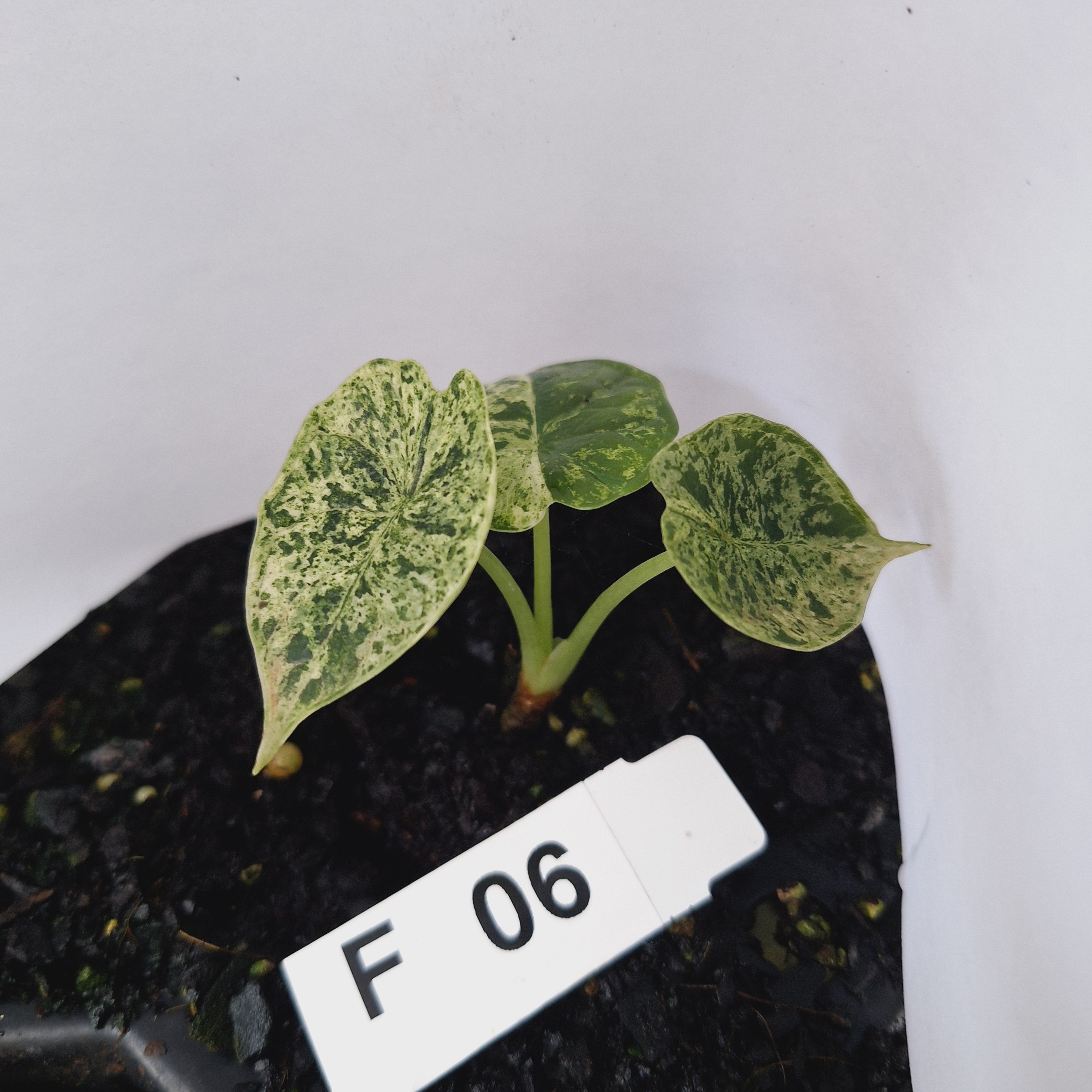 Alocasia baginda ‘Dragon Scale Mint’ - Bare Bottom Baby- SALE
