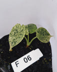 Alocasia baginda ‘Dragon Scale Mint’ - Bare Bottom Baby- SALE
