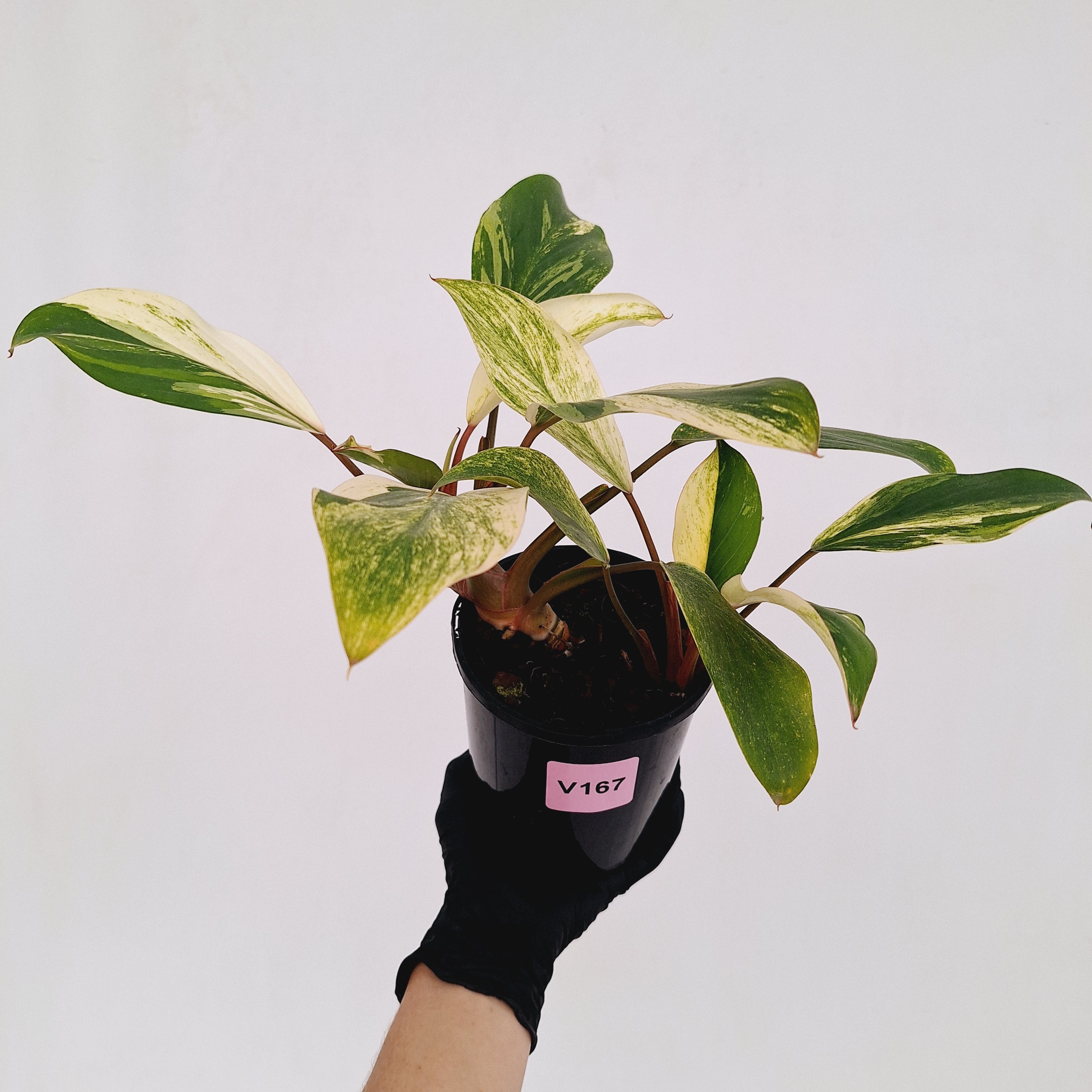 Homalomena Tropical Green Variegata -sale