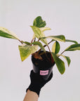 Homalomena Tropical Green Variegata -sale