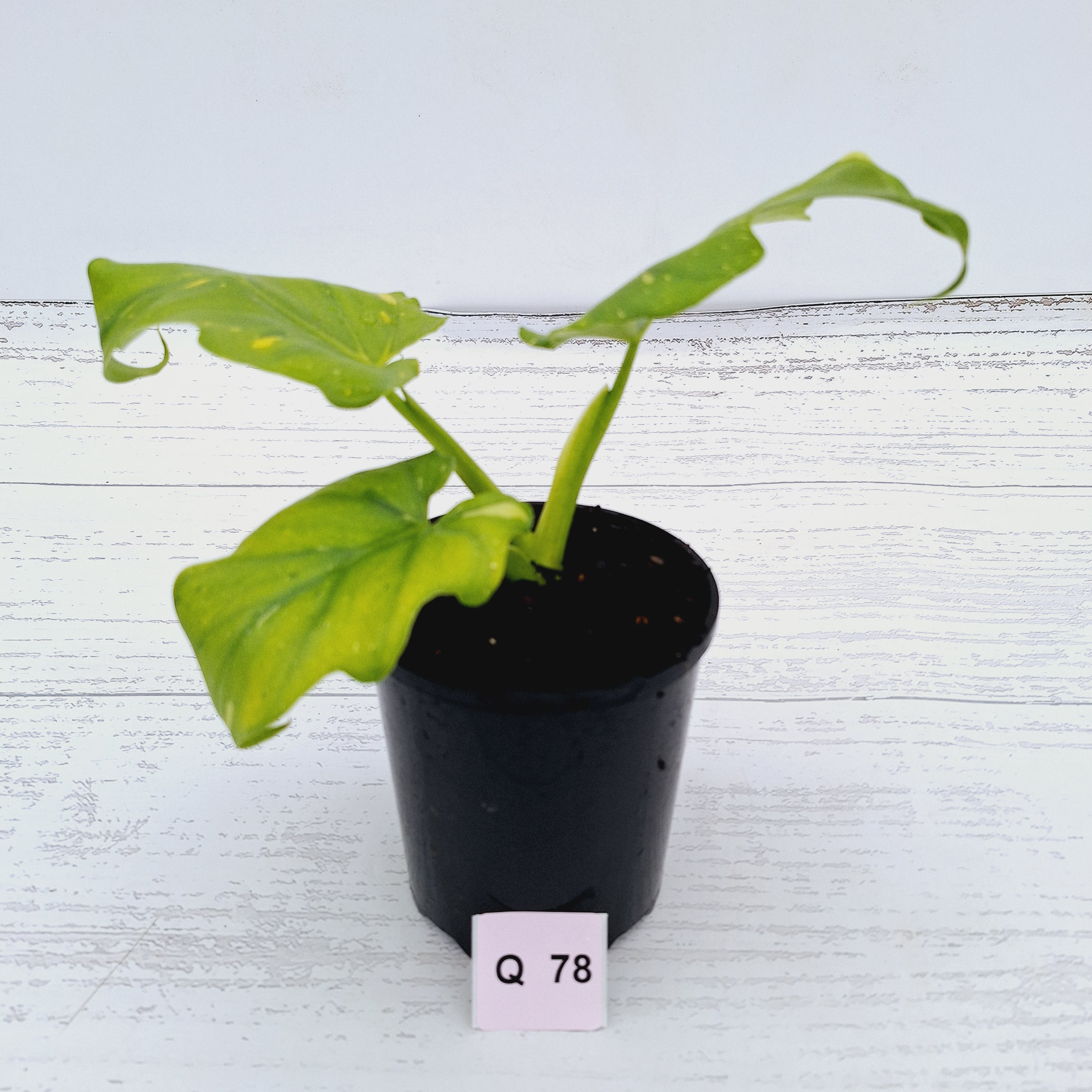 Philodendron warscewiczii Gold Variegata