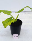 Philodendron warscewiczii Gold Variegata