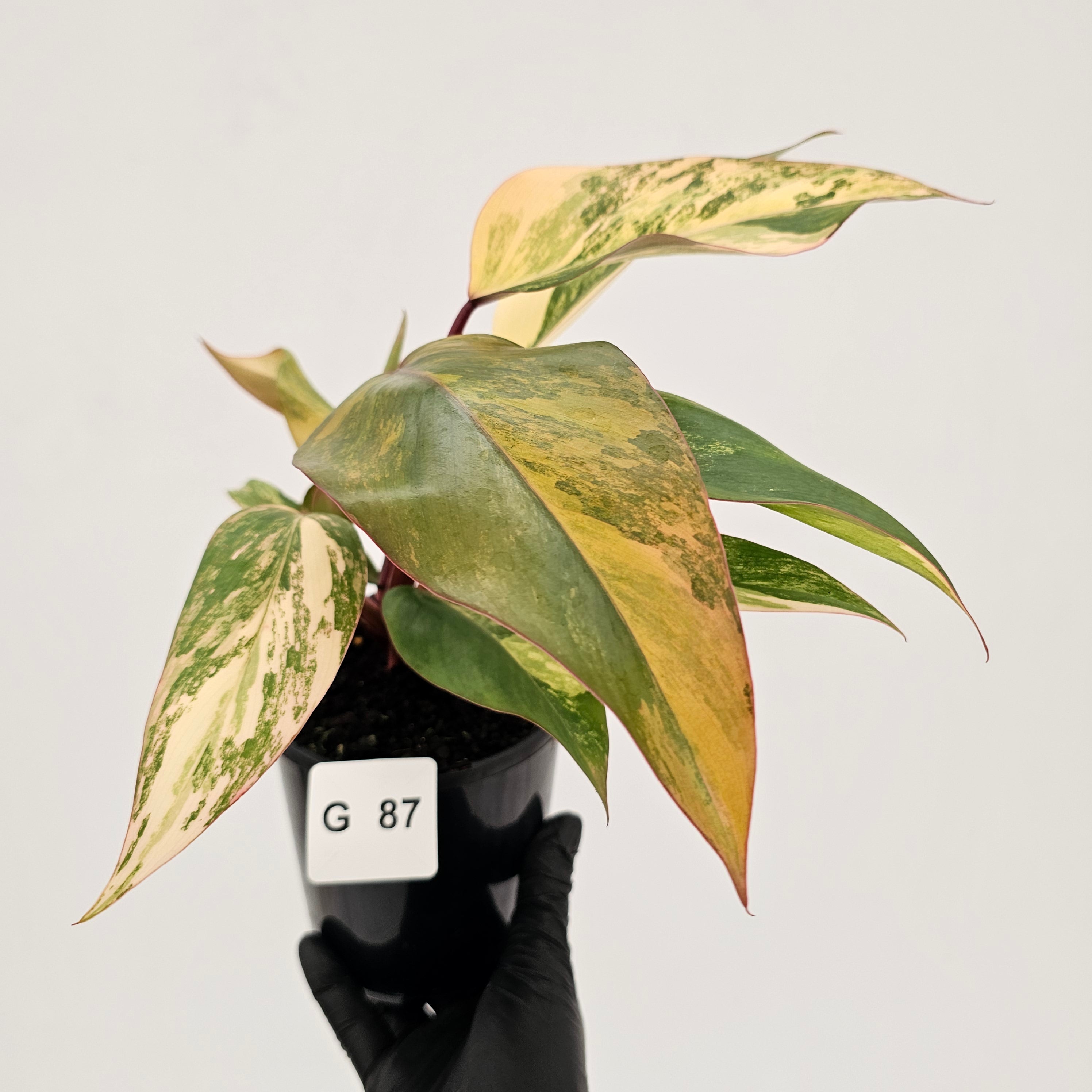 Philodendron erubescens Strawberry Shake - SALE