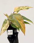 Philodendron erubescens Strawberry Shake - SALE