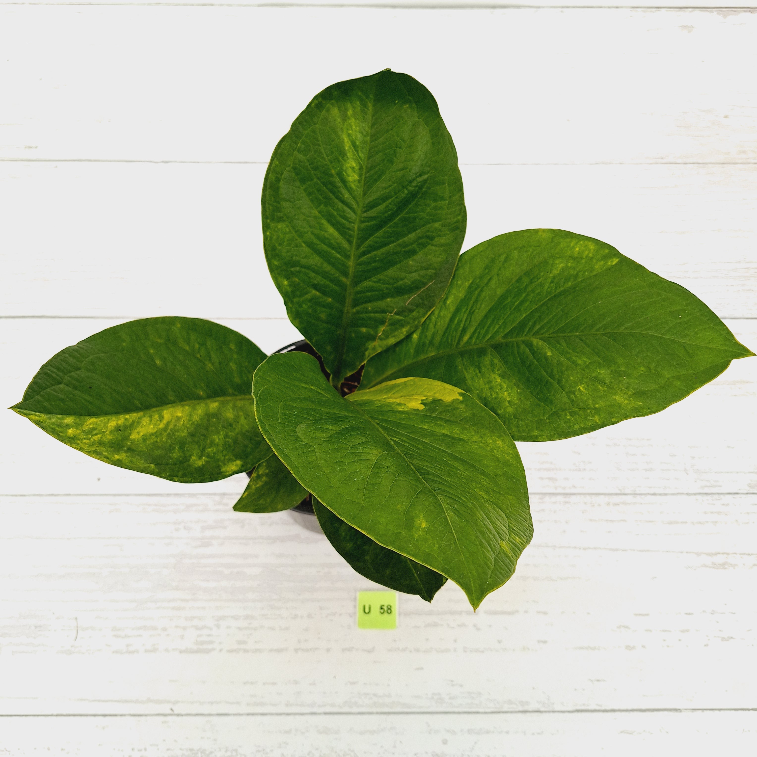 Anthurium jenmanii Variegata