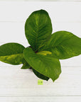 Anthurium jenmanii Variegata
