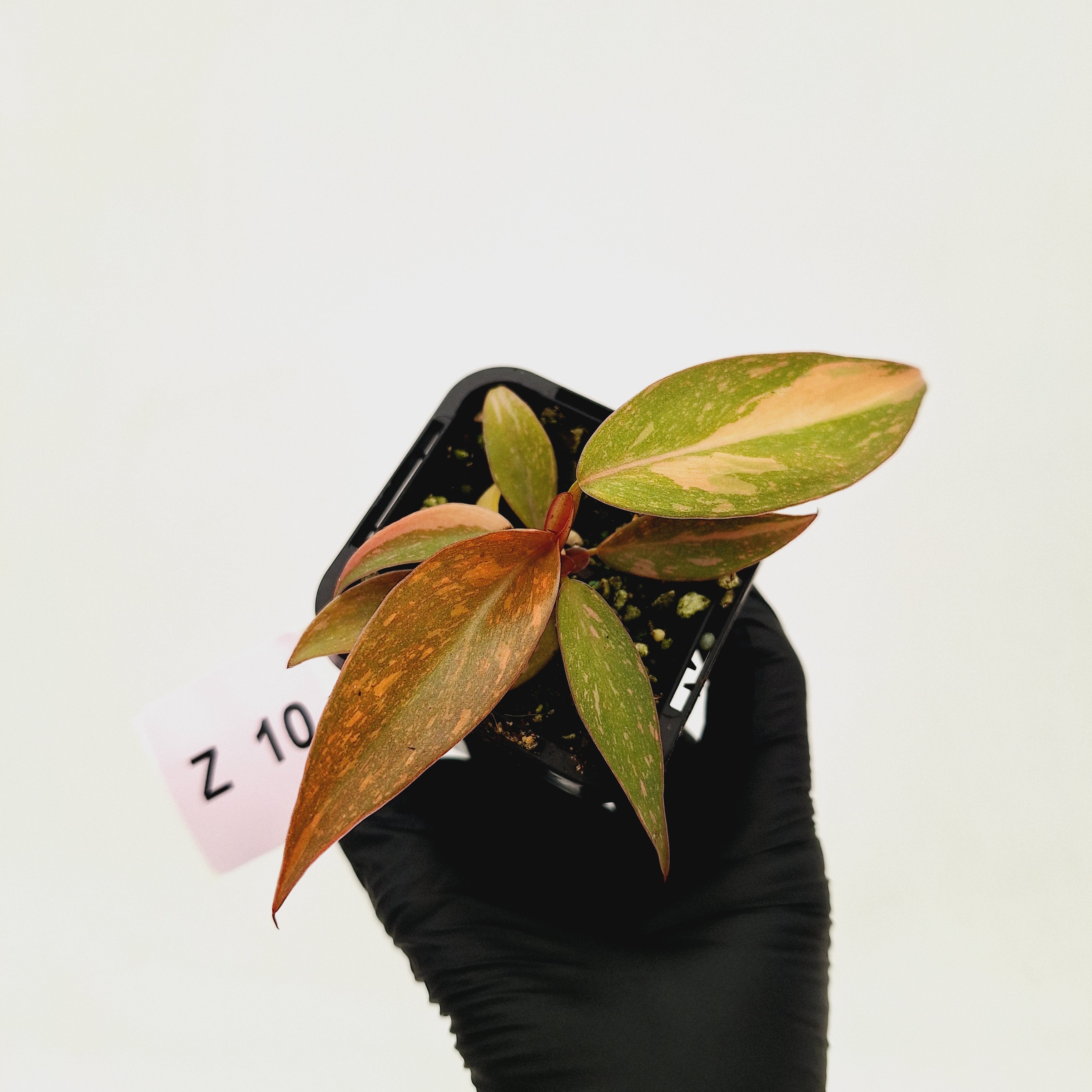 Philodendron &#39;Orange Princess&#39;