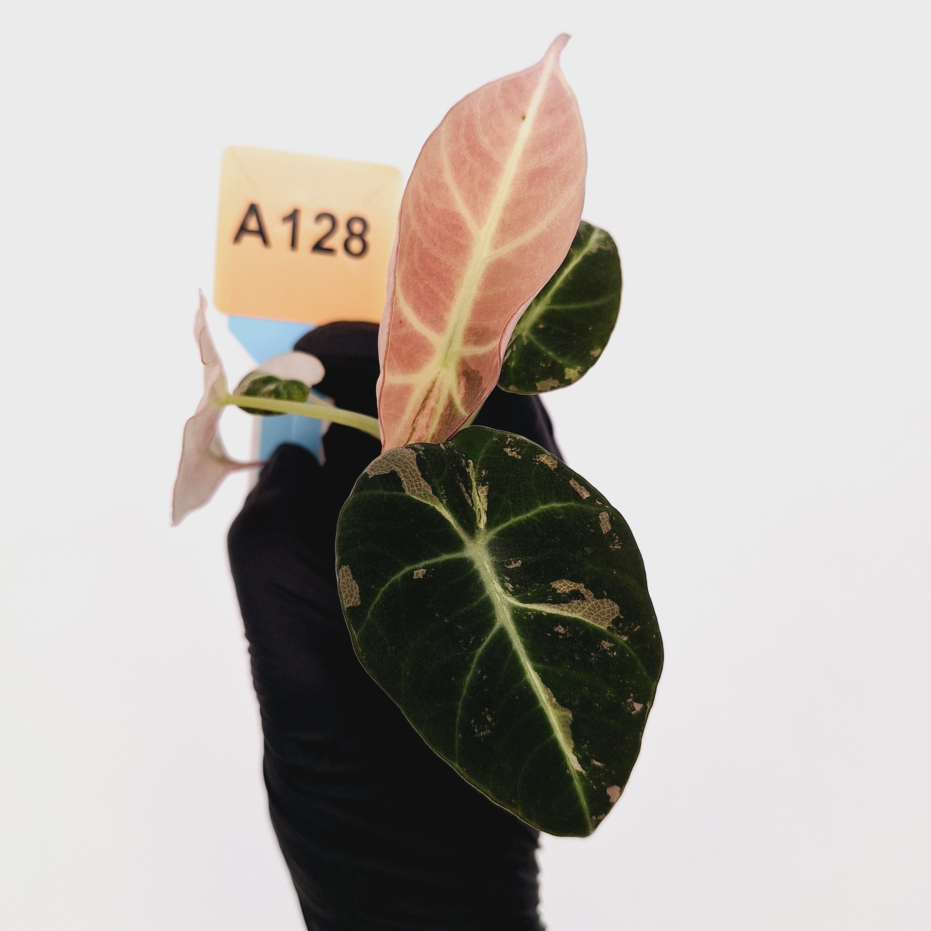 Alocasia reginula &#39;Black Velvet variegata&#39;- Bare Bottom Baby