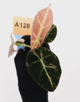 Alocasia reginula 'Black Velvet variegata'- Bare Bottom Baby