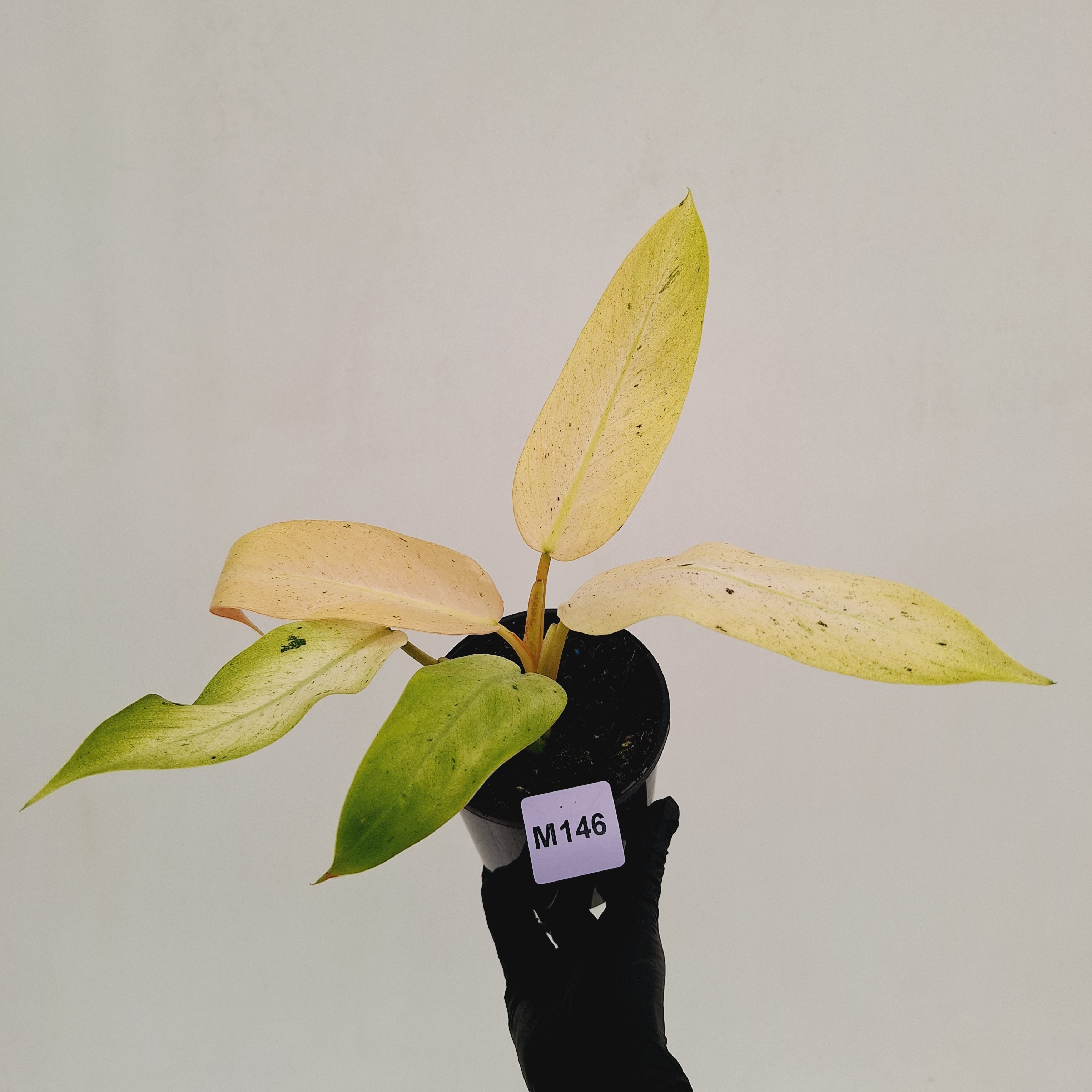 Philodendron  'Whipple Way' SALE