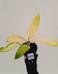 Philodendron  'Whipple Way' SALE
