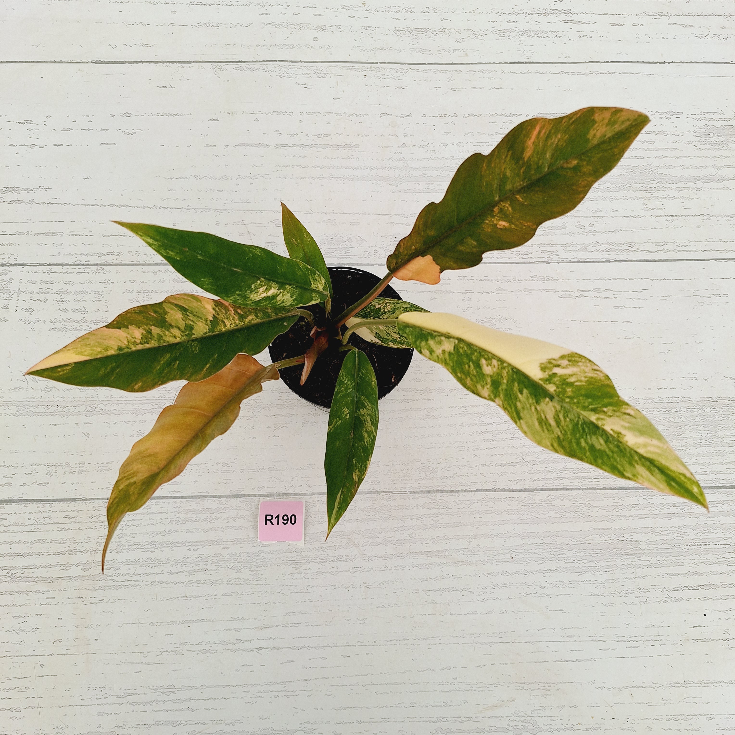 Philodendron serratum 'Caramel Marble'