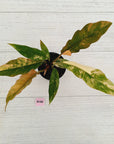 Philodendron serratum 'Caramel Marble'