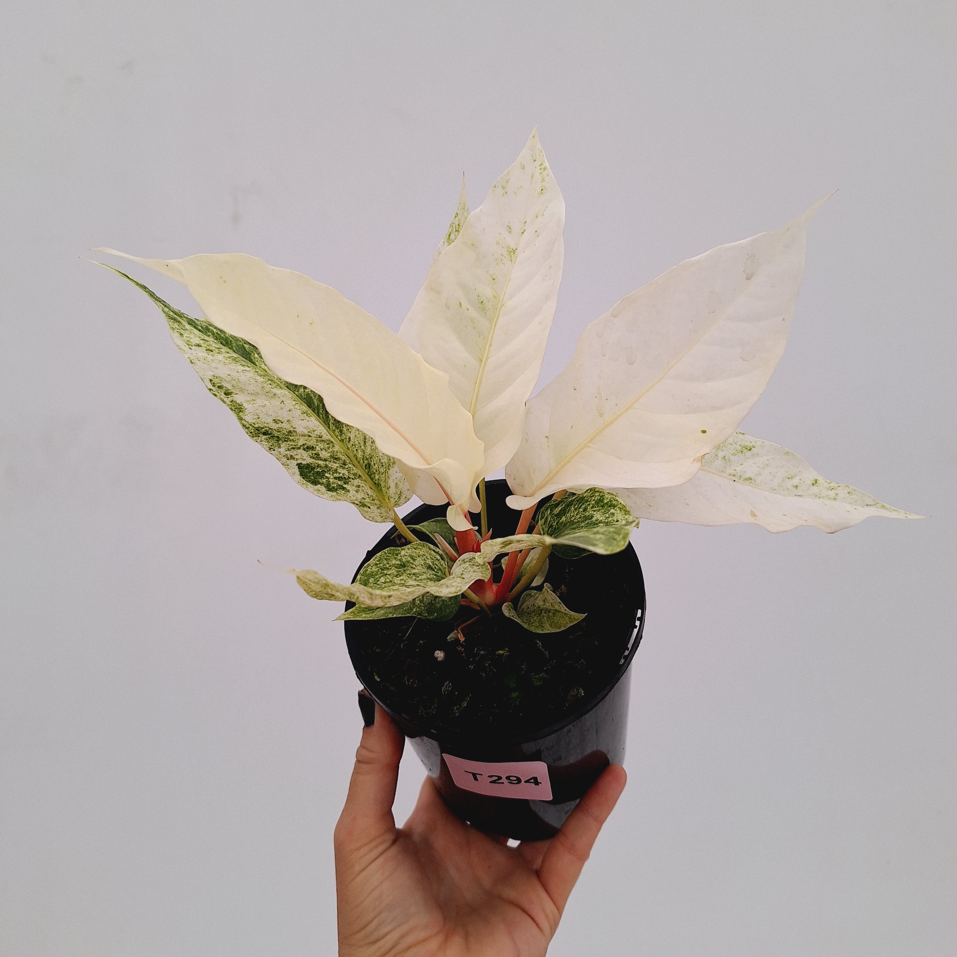 Anthurium Hookeri NOID