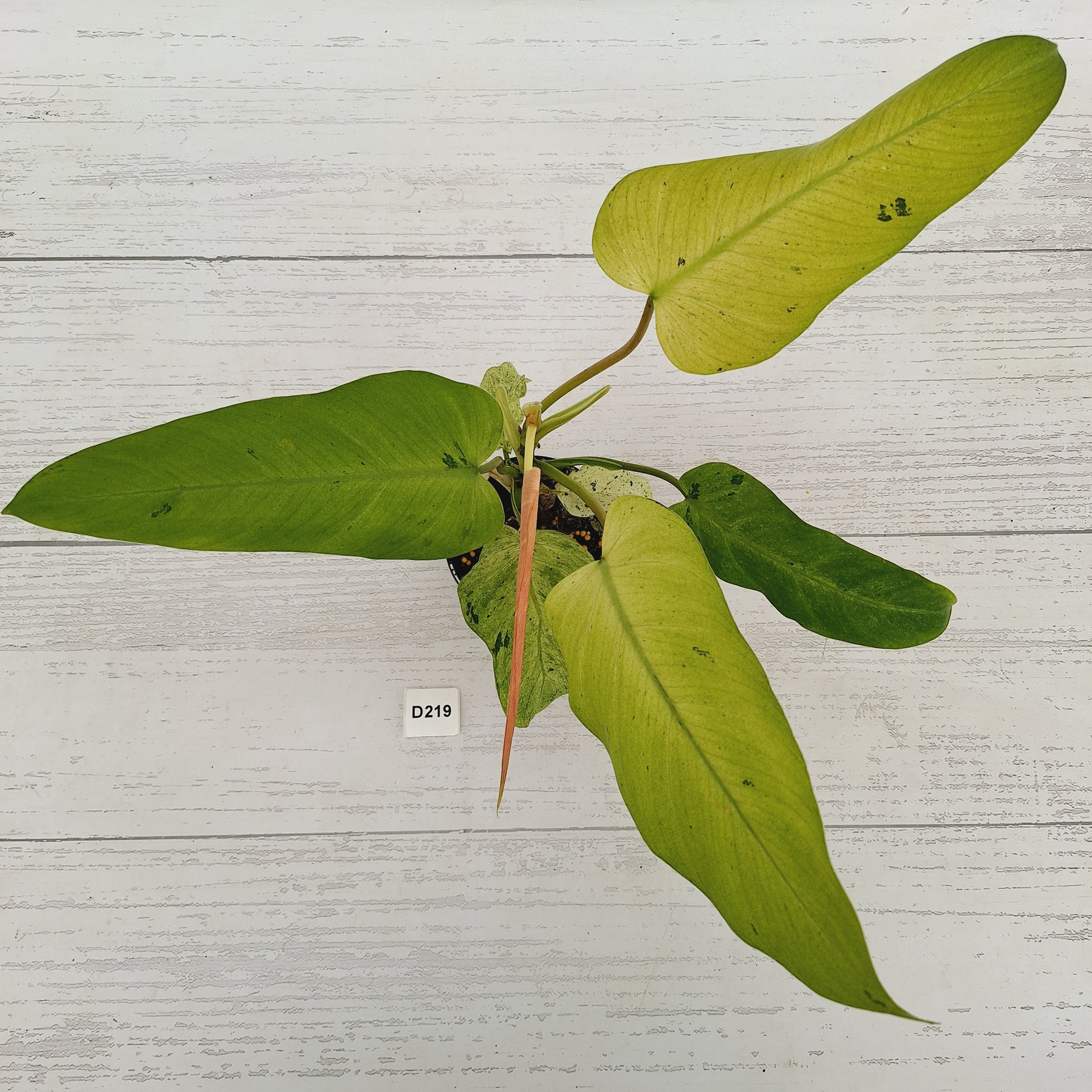 Philodendron  'Whipple Way'