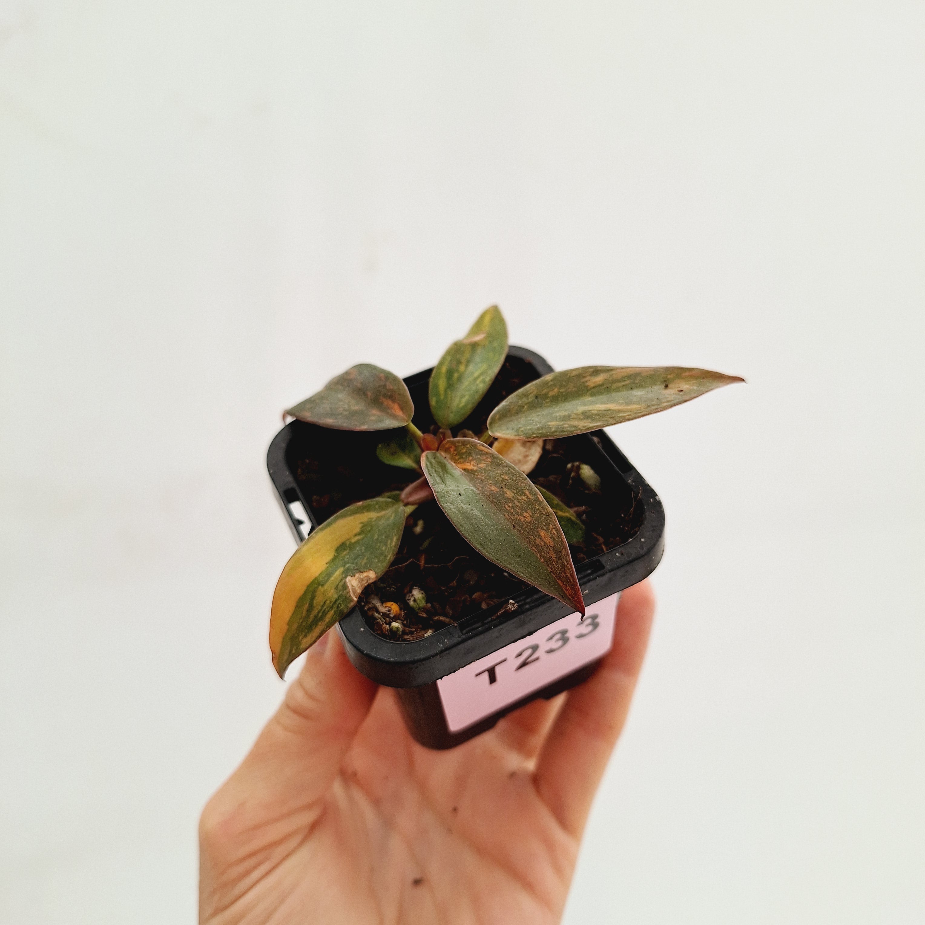 Philodendron &#39;Orange Princess&#39;
