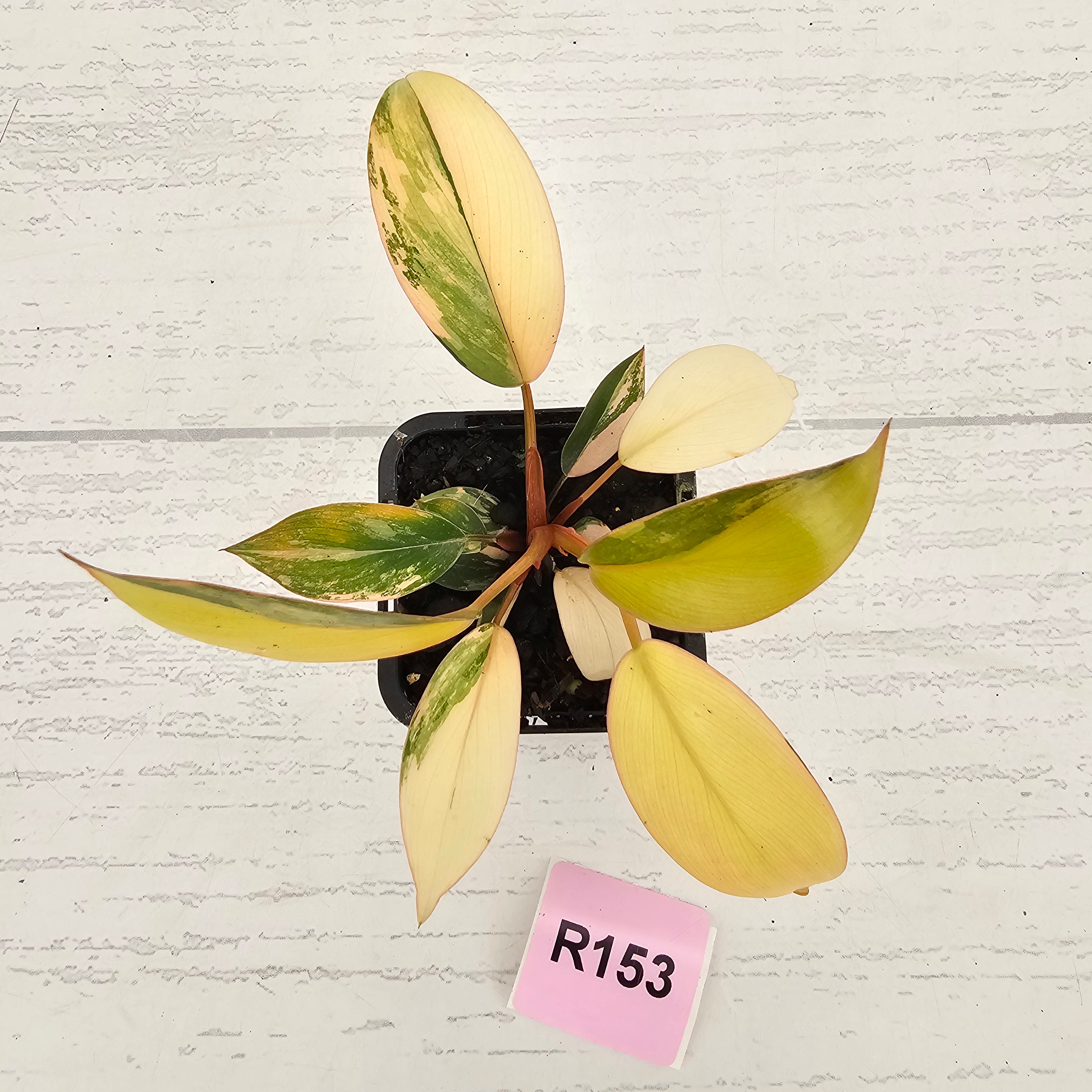 Philodendron 'Rojo Congo Variegated' 70mm