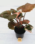 Syngonium podophyllum ' Strawberry Ice Galaxy'