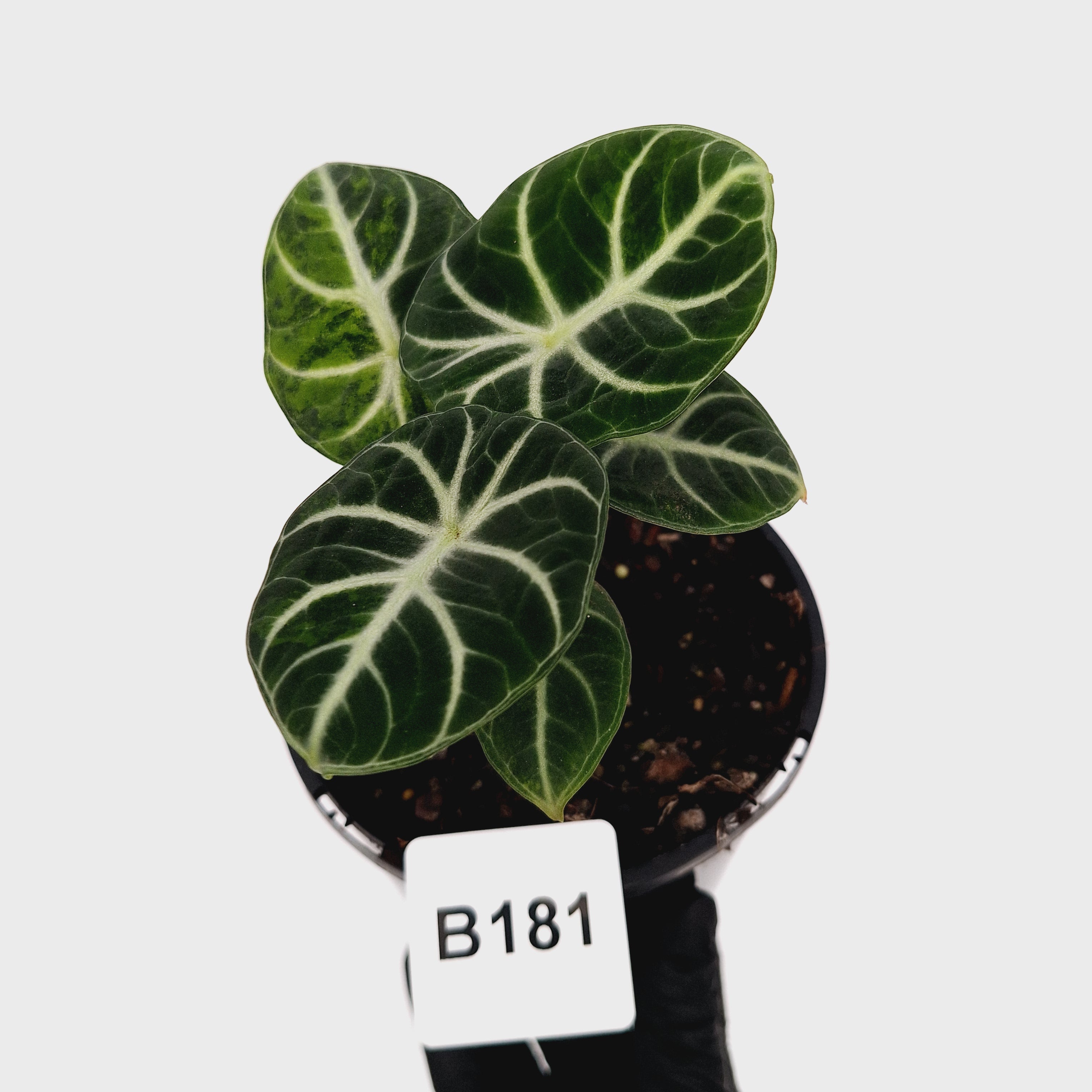 Alocasia reginula 'Ninja Variegata'