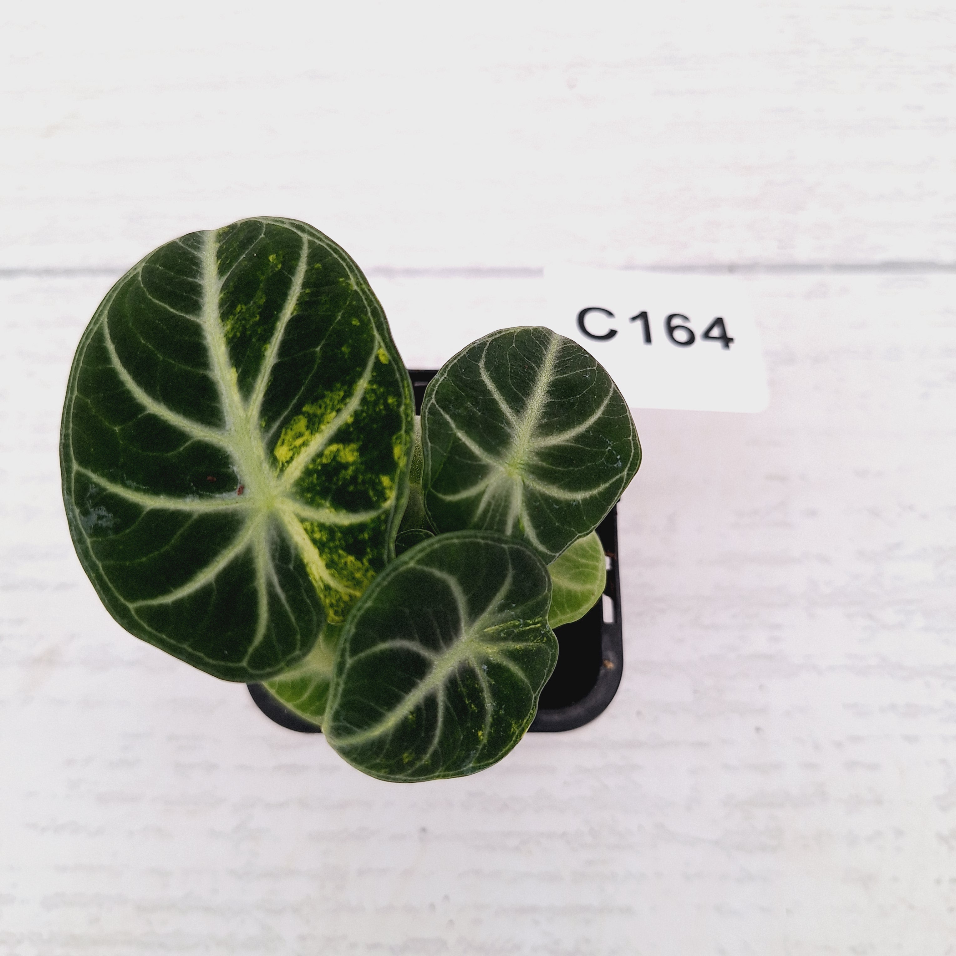 Alocasia reginula 'Ninja Variegata'