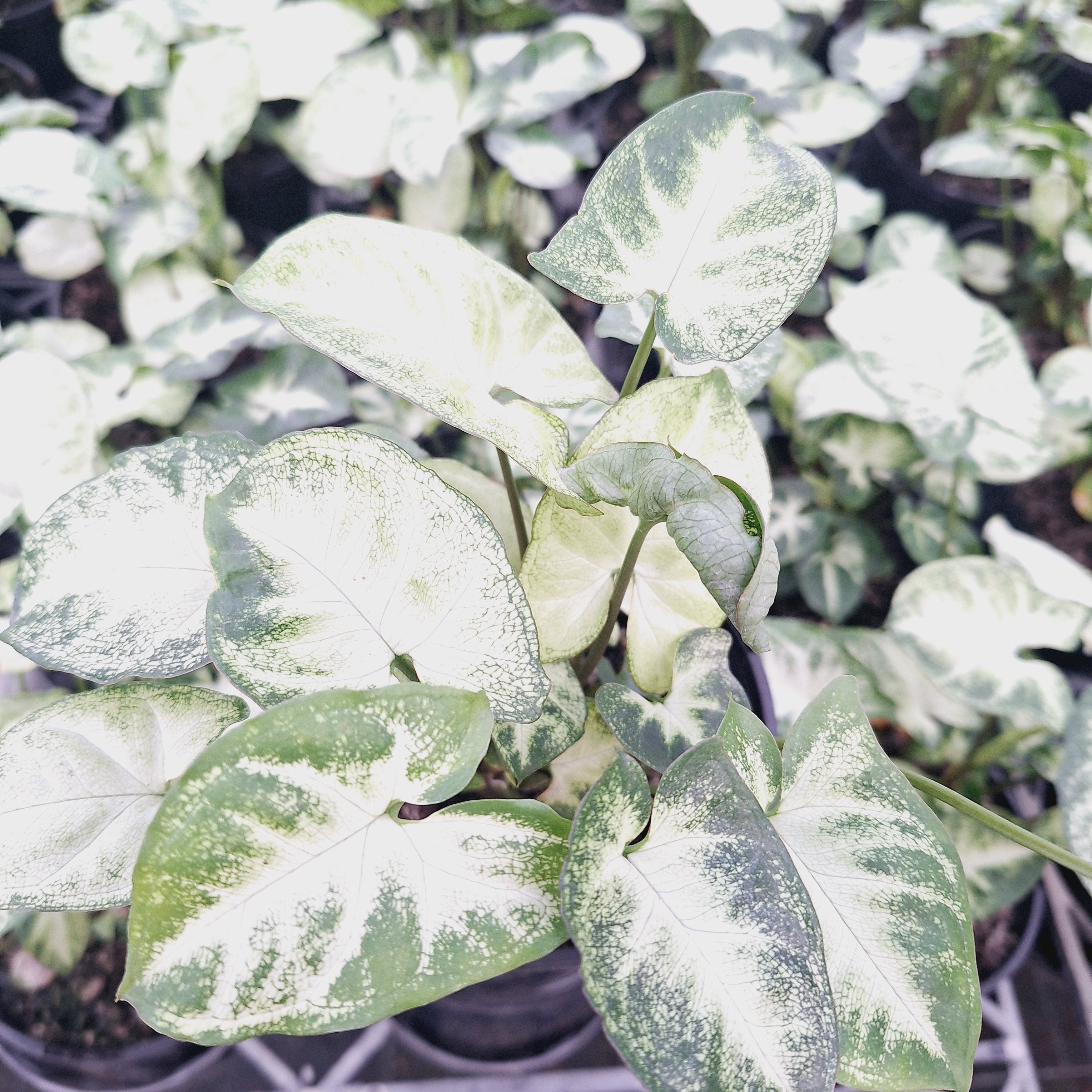 Syngonium podophyllum Pixie
