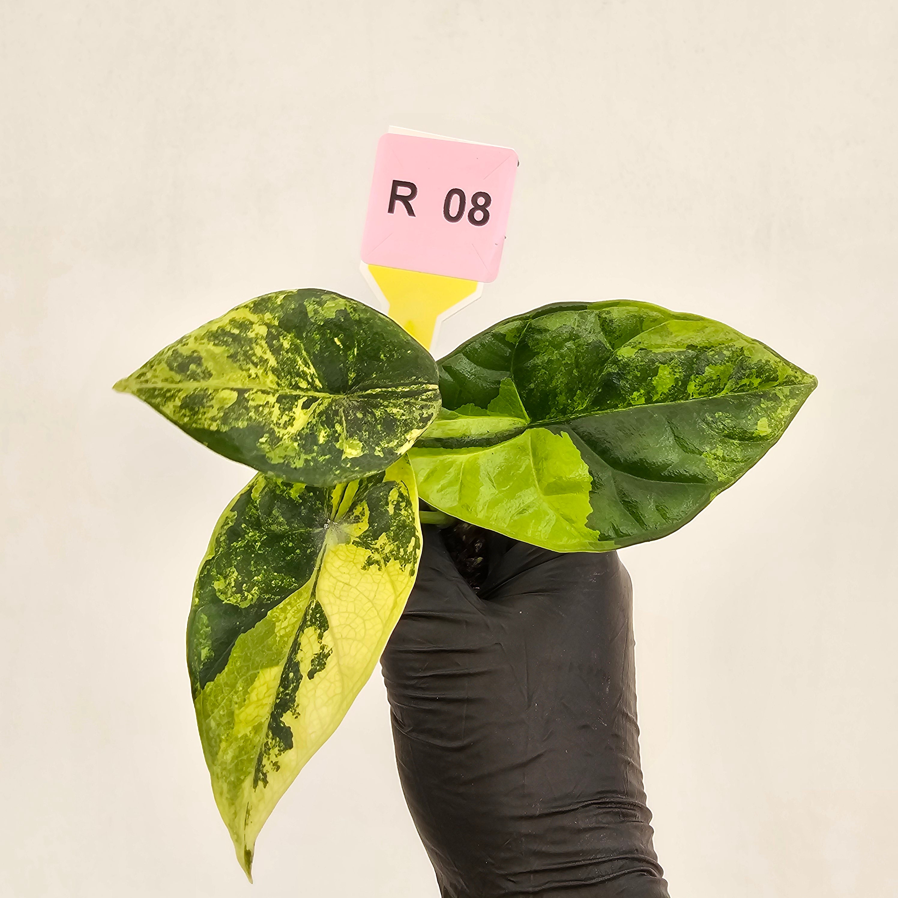 Alocasia sinuata Variegata - Bare Bottom Baby