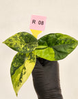 Alocasia sinuata Variegata - Bare Bottom Baby