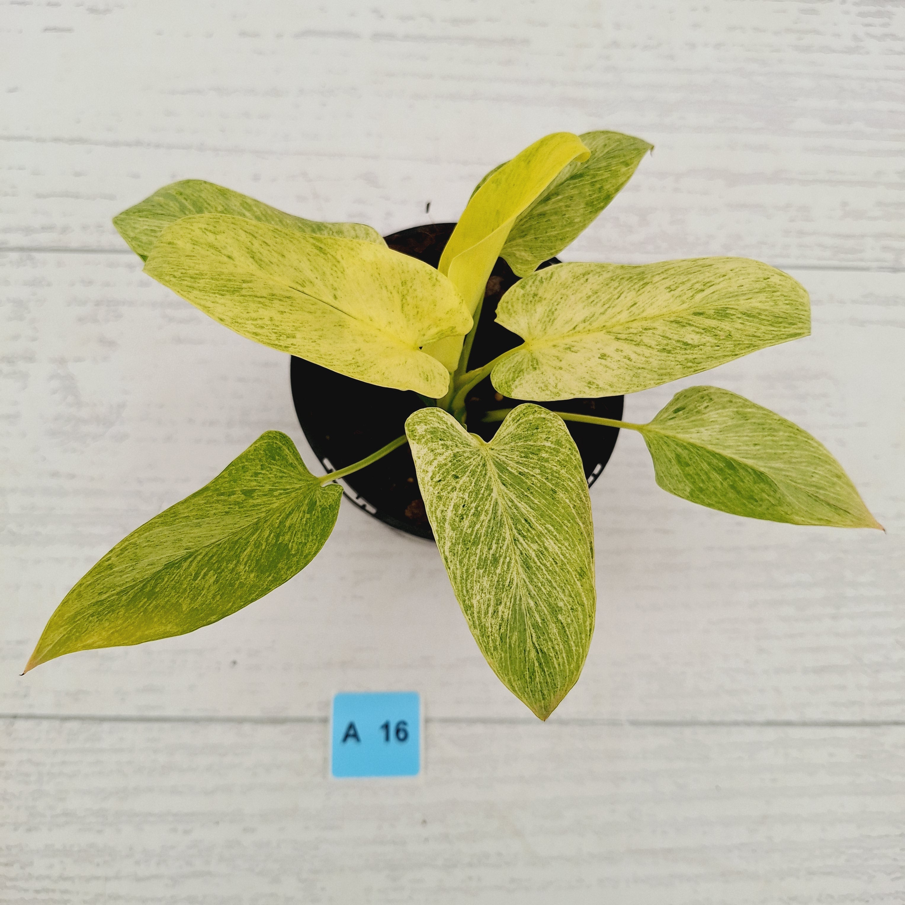 Homalomena sulcata ‘Cream Frost’ - SALE