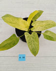 Homalomena sulcata ‘Cream Frost’ - SALE