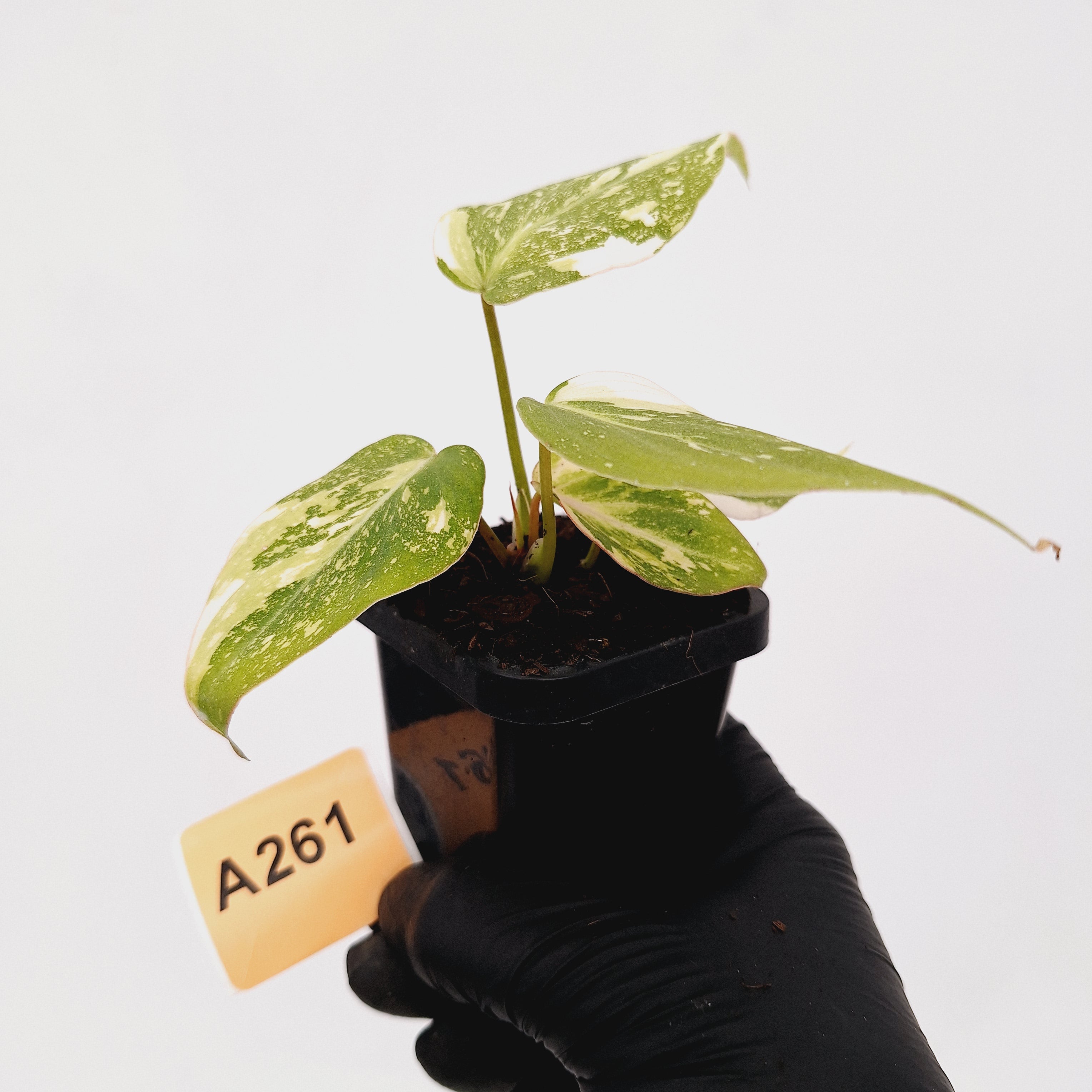 Philodendron gloriosum white vien variegata