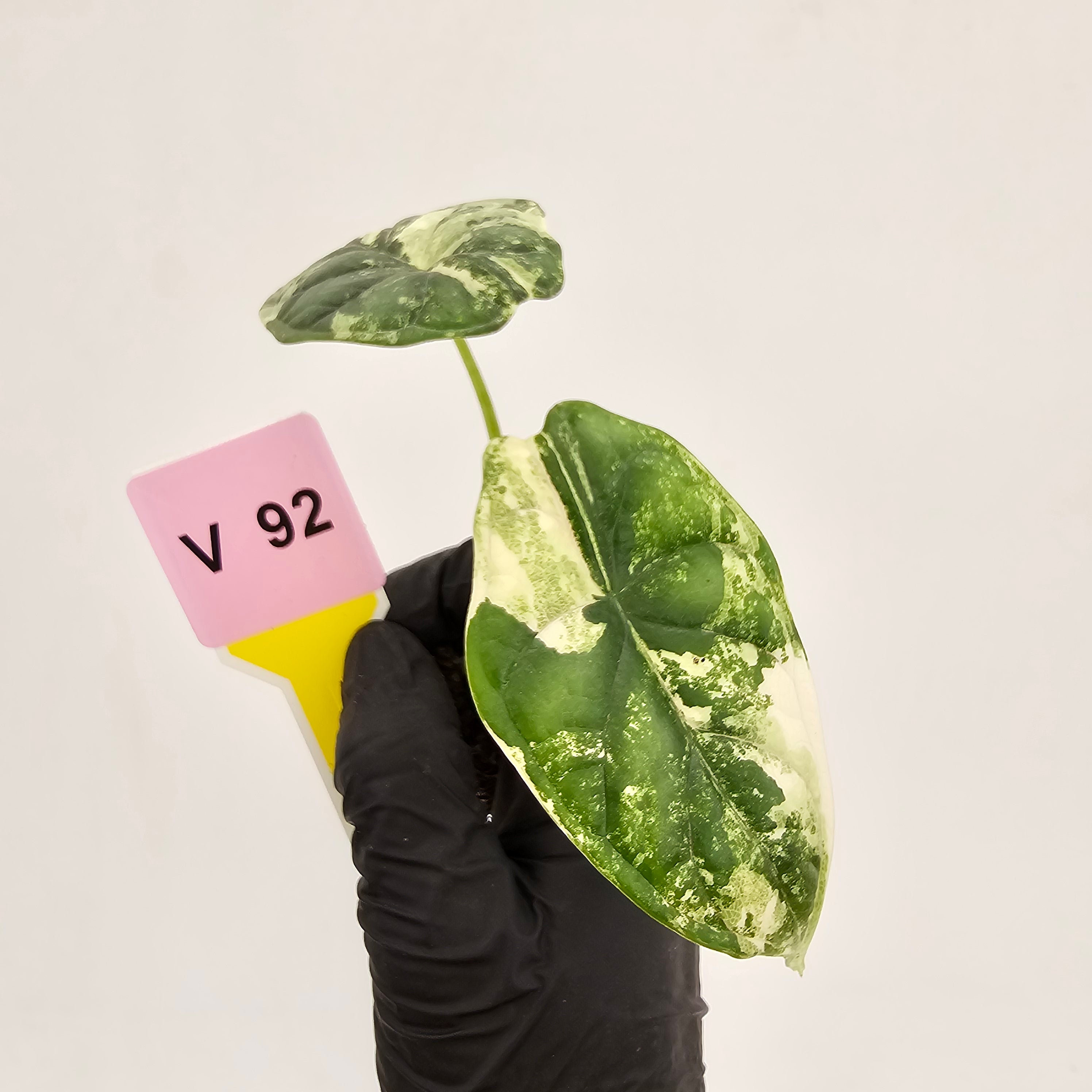 Alocasia Dragon Scale Variegata - Bare Bottom Baby
