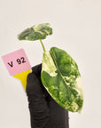 Alocasia Dragon Scale Variegata - Bare Bottom Baby