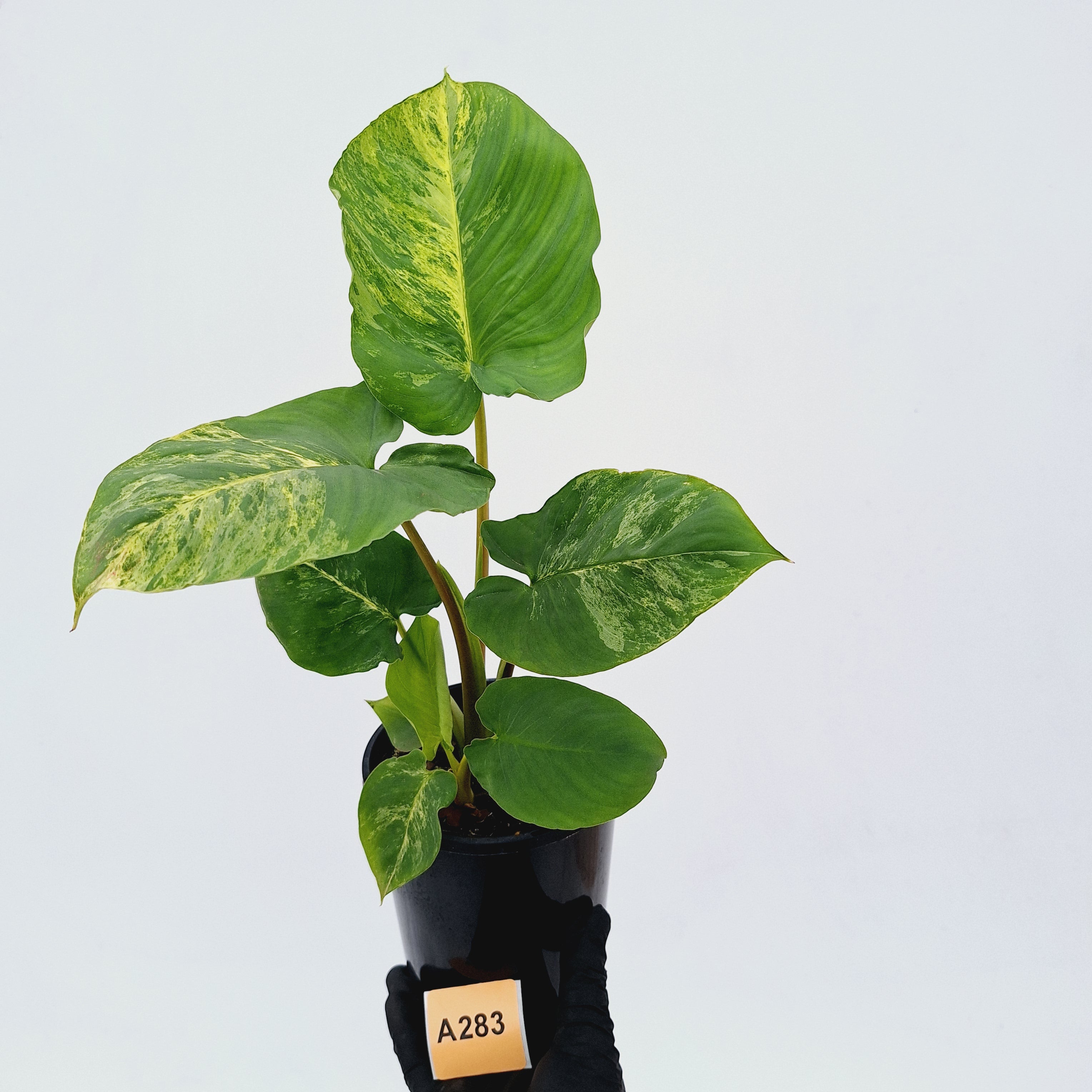 Homalomena rubescens Variegata