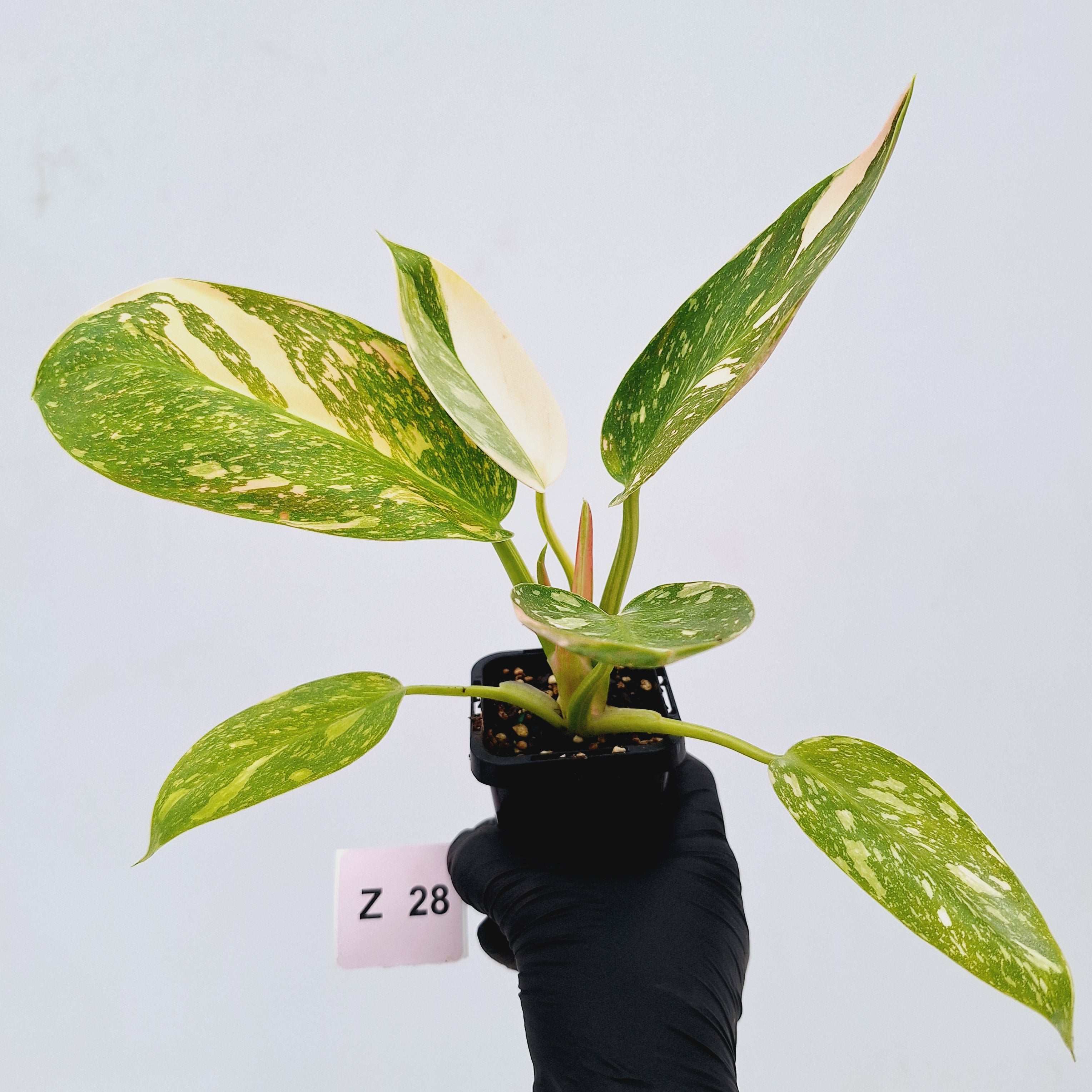 Philodendron Green Congo Variegata (Nuclear)