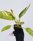 Philodendron Green Congo Variegata (Nuclear)