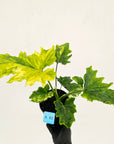 Philodendron bipinnatifidum variegata - SALE