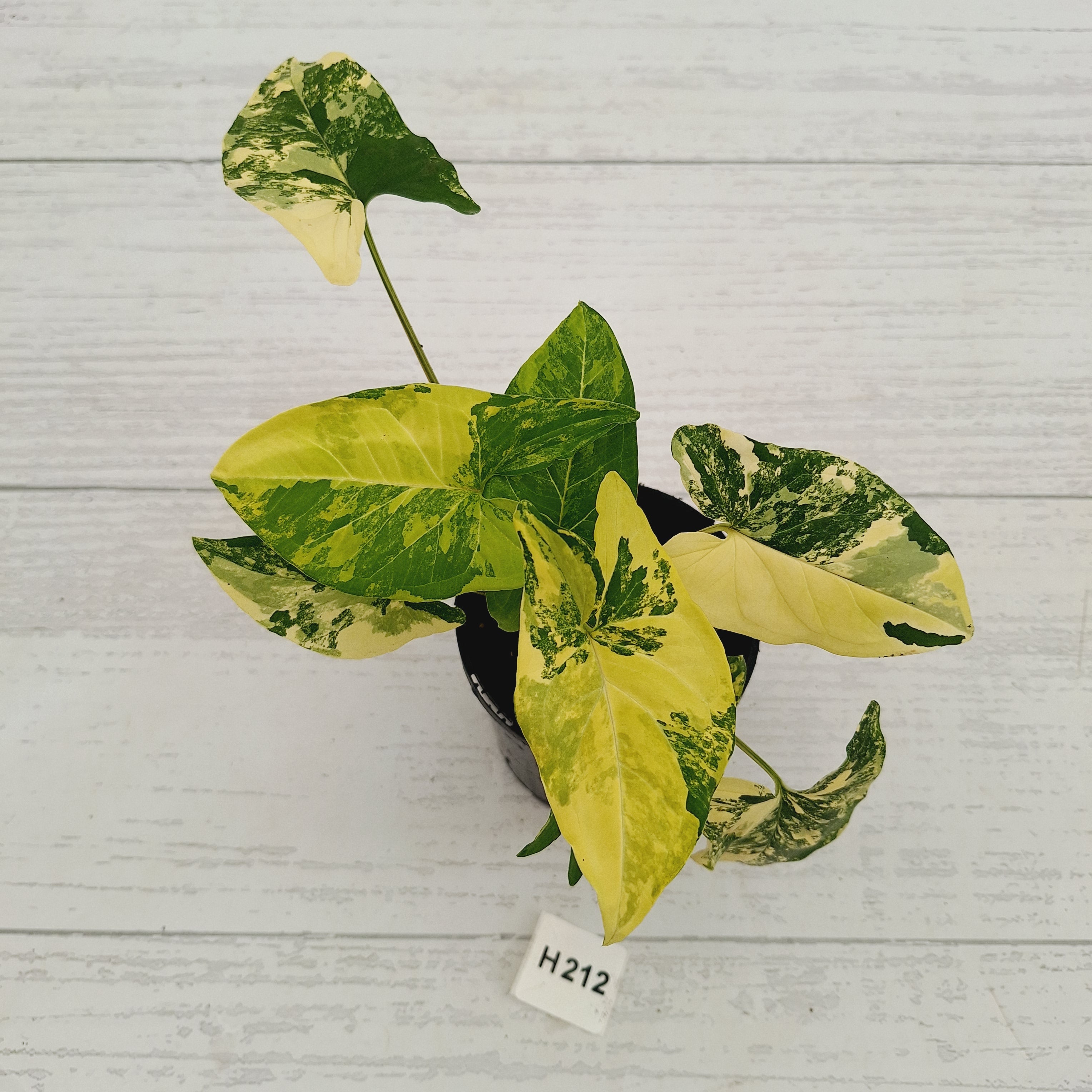 Syngonium podophyllum Gold