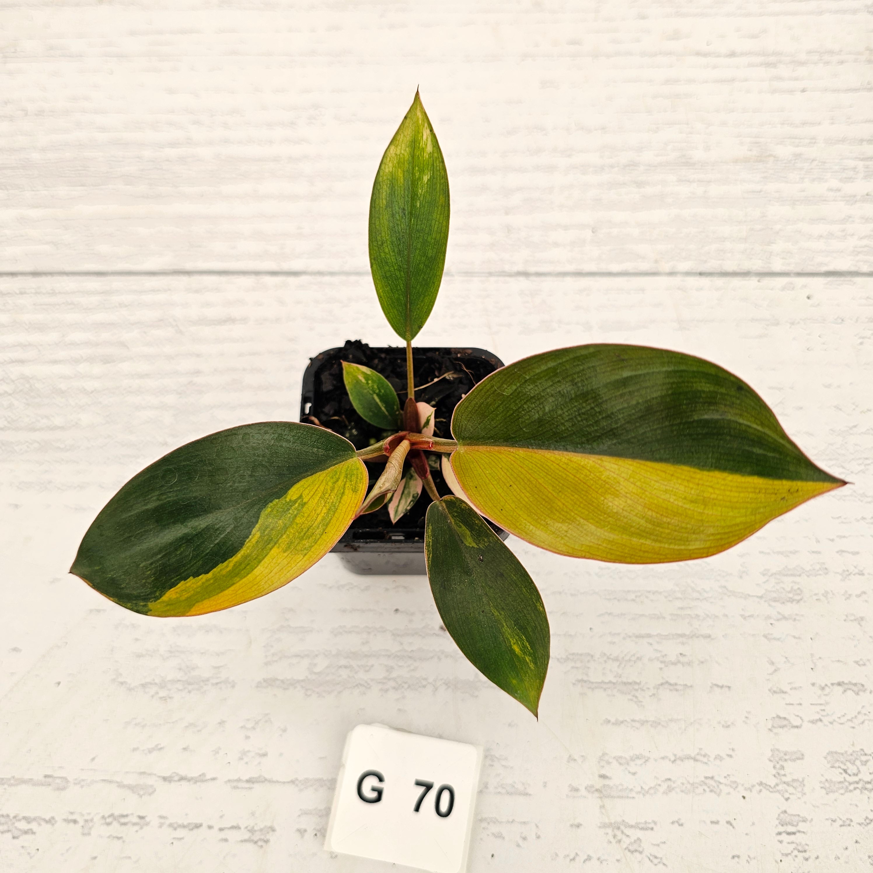 Philodendron 'Rojo Congo Variegated' - SALE