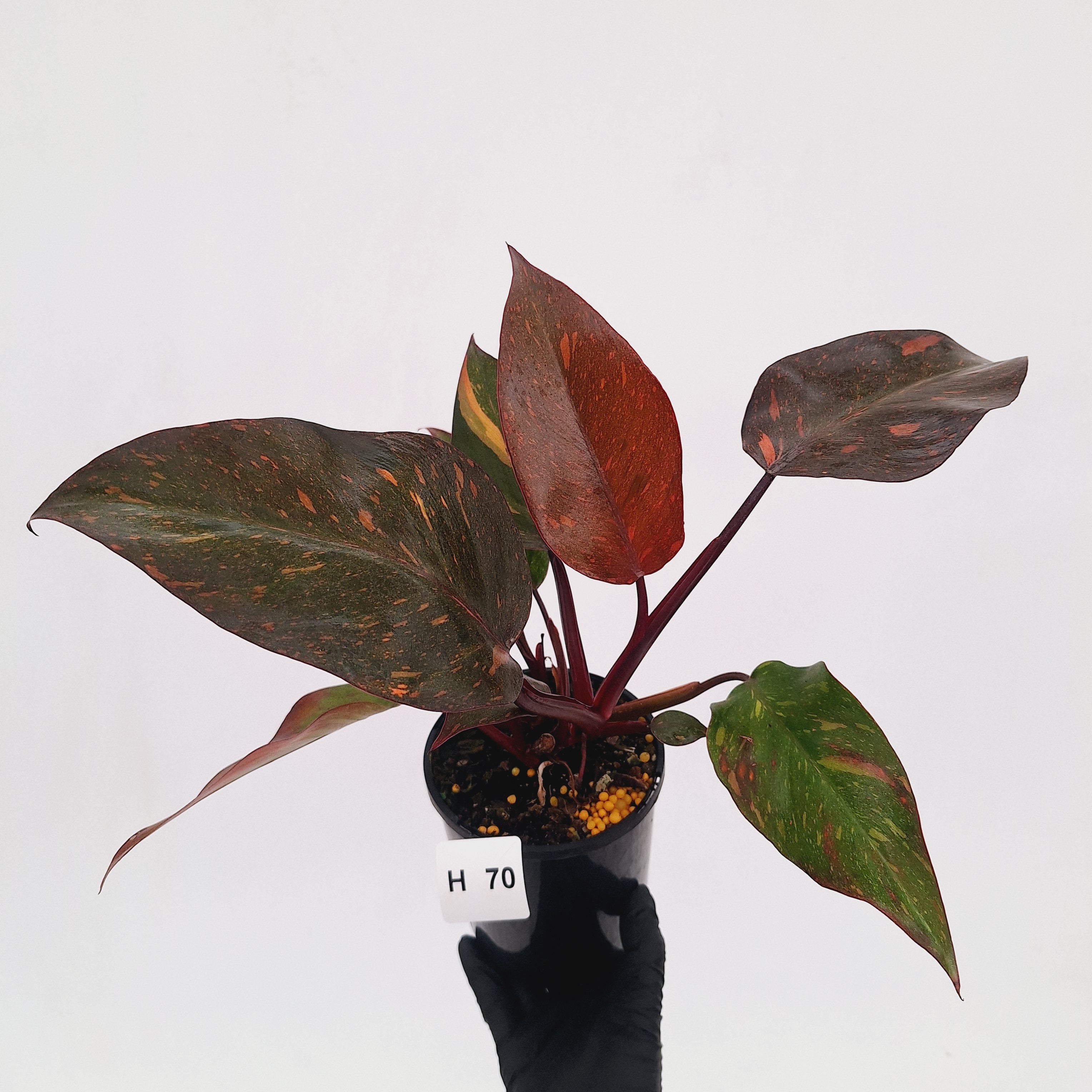 Philodendron 'Orange Princess' - FLASH SALE