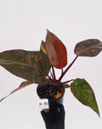 Philodendron 'Orange Princess' - FLASH SALE