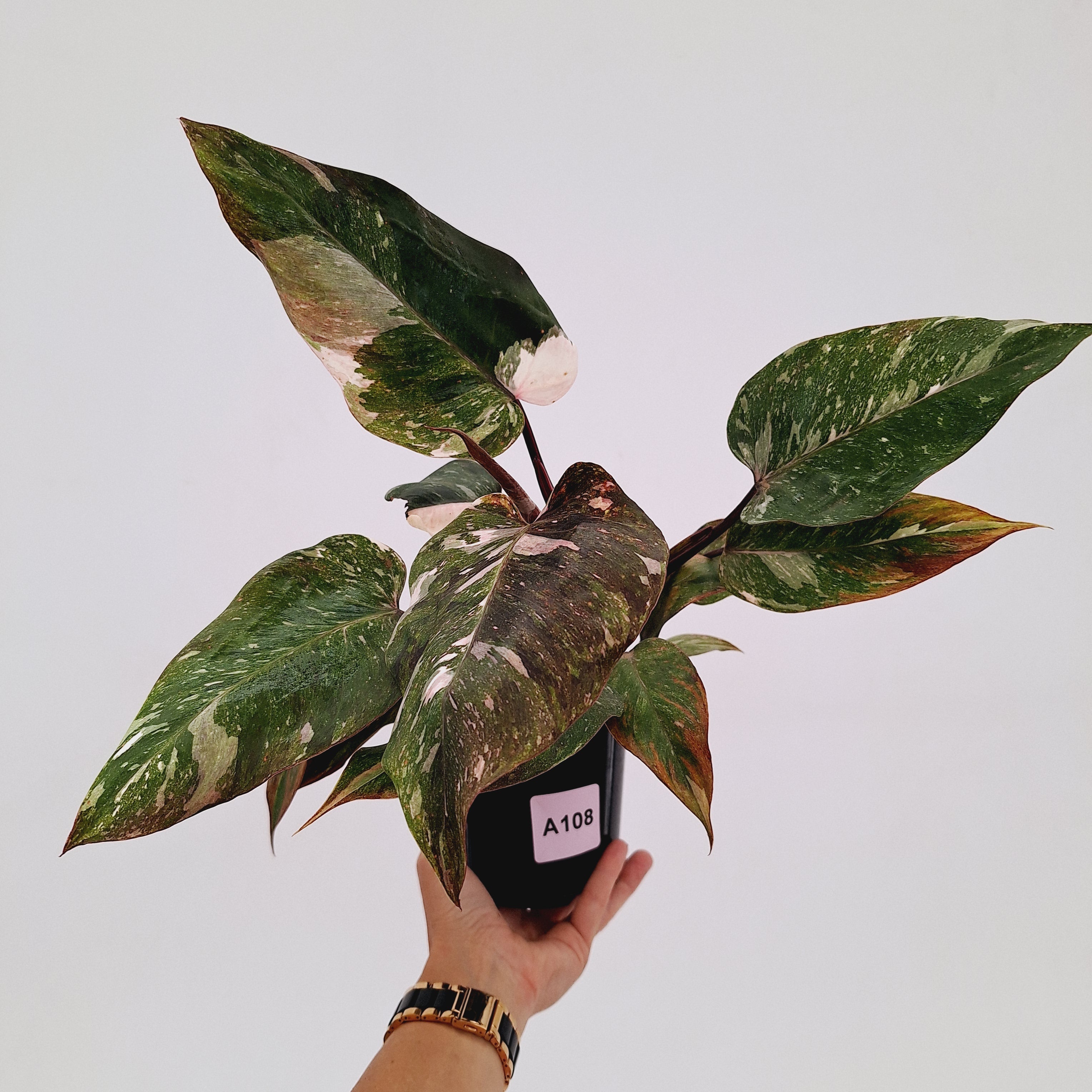 Philodendron 'Pink Princess Galaxy Marble' Sport