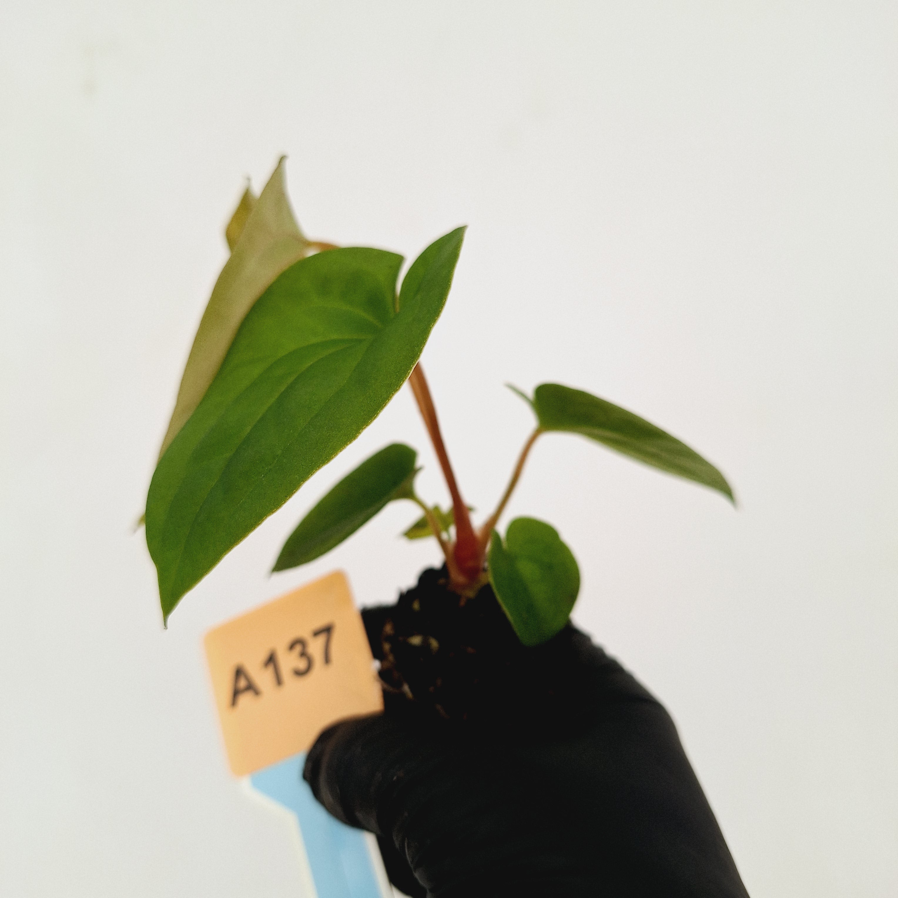 Anthurium &#39;Black Magic&#39;  - Bare Bottom Baby