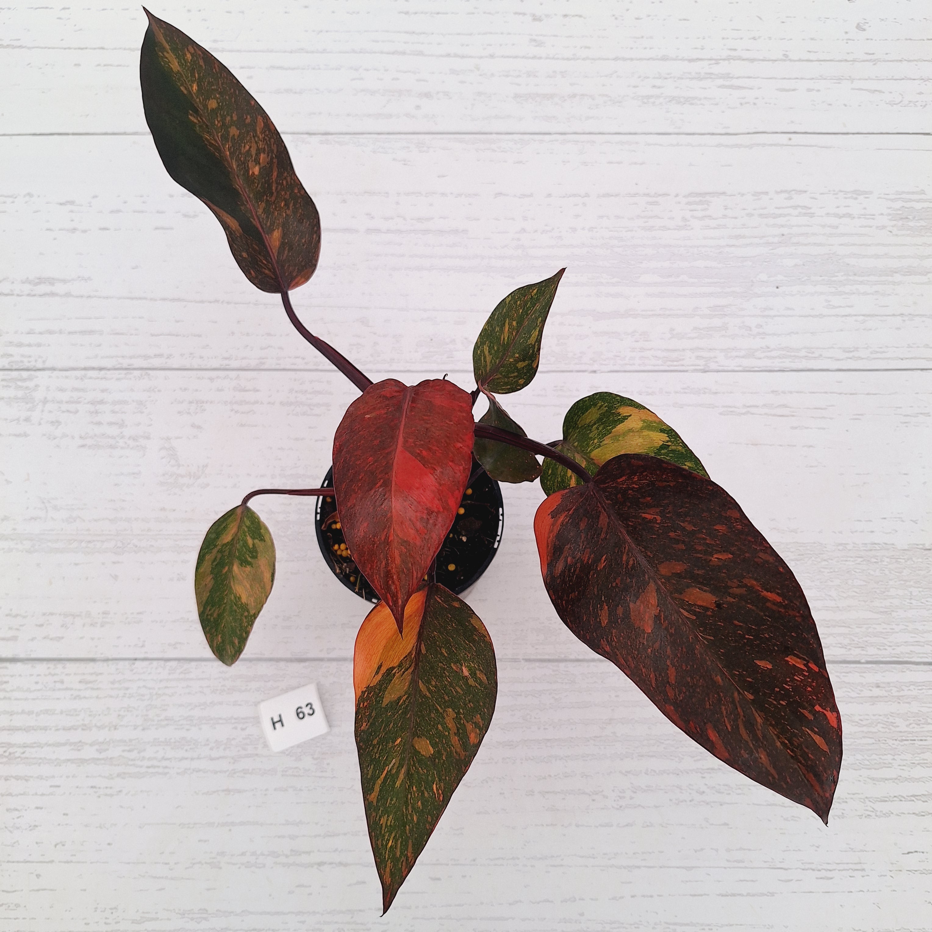 Philodendron 'Orange Princess' - FLASH SALE