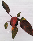 Philodendron 'Orange Princess' - FLASH SALE