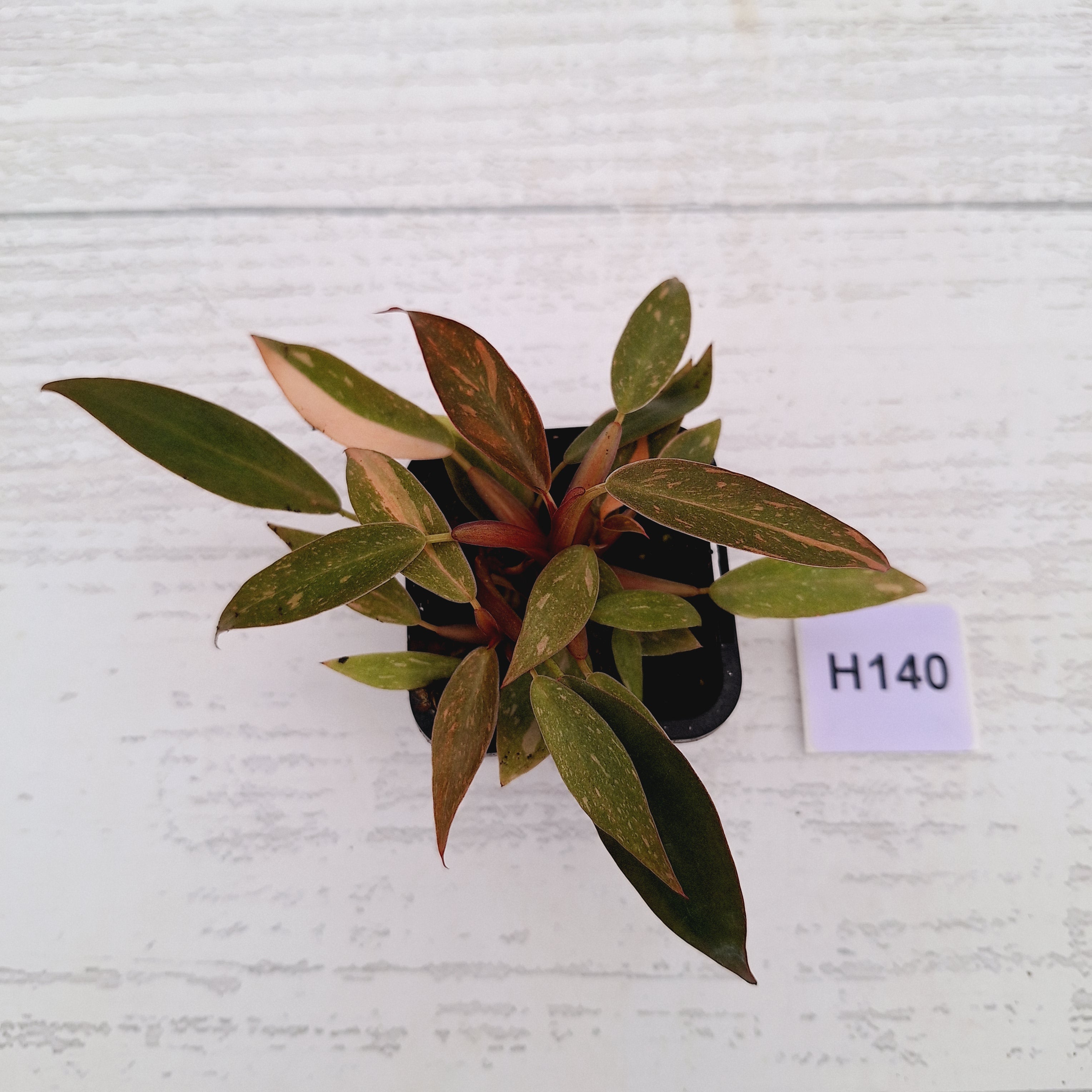 Philodendron &#39;Orange Princess&#39;